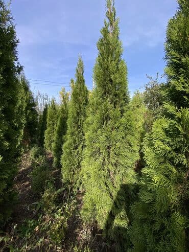садовые столы и стулья: Саженцы деревьев: Туи, Платная доставка — 13