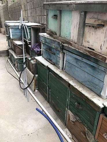 деревянные ящики дешево: Цена за всё вместе(20 штук). Внутри есть подушки, в некоторых ульях — 1