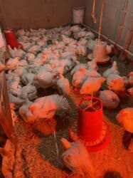 в связи с переездом отдам попугая жако в добрые руки: Продаю | Цыплята | Бройлерная | На забой — 2