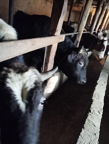 бычки маленькие: Продаю | Корова (самка) | На забой | Привязанные — 5