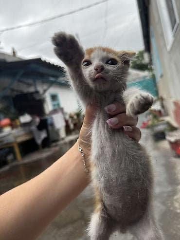 белые кошки купить: КОТЕНОК ВИСЛОУХИЙ МАЛЬЧИК !!! Отдам в добрые руки !!!! Котёнок — 3
