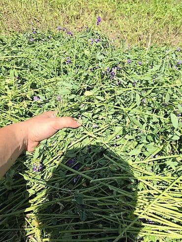 С/х животные и товары: 🌾 Продаю люцерну в тюках 🌾 🌾 Прессовать буду 12-13 июля🌾 ✅ Состояние — 7
