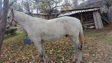 сколько стоит кролик домашний: Сатам | Байтал | Жумушка | Мерин — 3