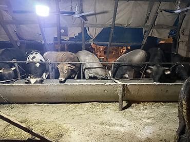 карова голштин: Продаю | Бык (самец) — 2