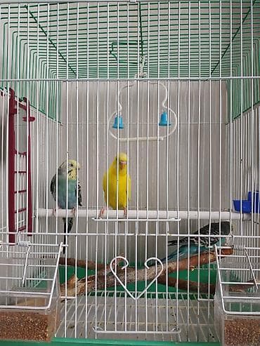 Кемирүүчүлөр: Волнистый попугай в клетке. - Окрас: нежно‑голубой с желтой головкой — 4