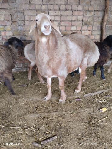 Услуги ветеринара: Продаю | Баран (самец) | Для разведения | Осеменитель — 2