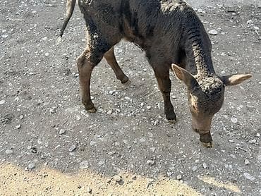 Ветеринар кызматы: Сатам | Музоо — 5