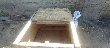 Продаю | Цыплята