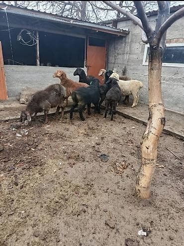 кой овца: Продаю | Баран (самец) | На забой — 3