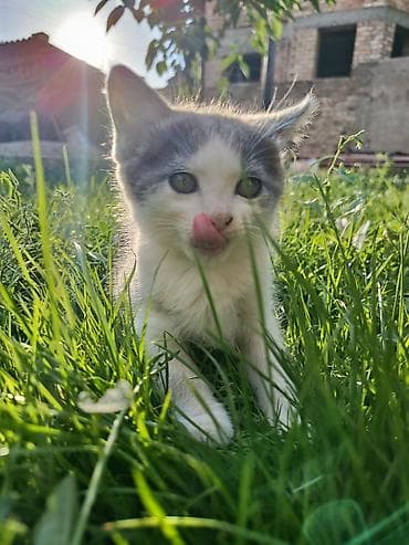 Мышыктар: 🐱 Отдаем котят в добрые руки 🐱 Ищем любящих и ответственных хозяев — 8