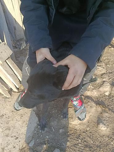 даром кошки: Продаю собаку лабрадор ретривер — 4