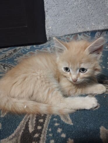 продажа домашних животных: Котята домашних окрасов - Возраст: примерно 1,5–3 месяца (на фото — 5