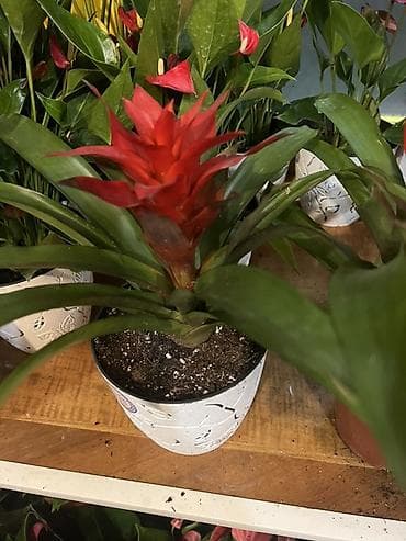 Денежное дерево: Комнатные цветы в горшках — готовые к украшению дома или офиса — 8