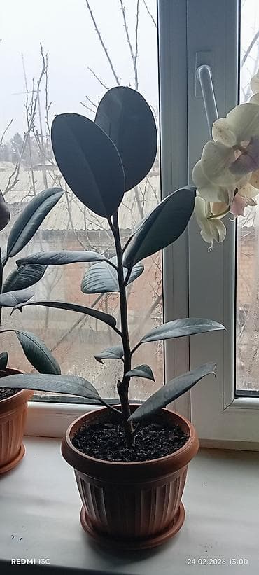 сколько стоит кактус в горшке: Фикус эластика (Ficus elastica, «Каучуковое дерево») в горшке. - — 4