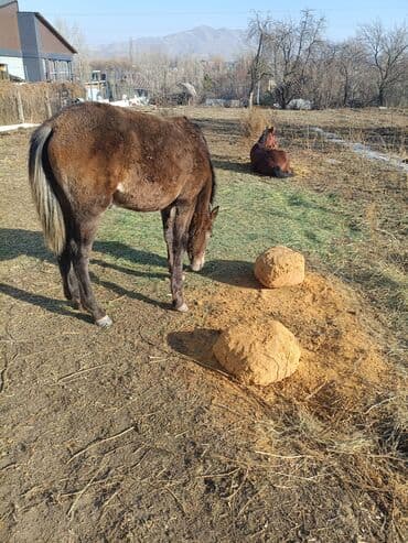 куда можно отдать кошку в бишкеке: Продаю | Жеребенок — 7
