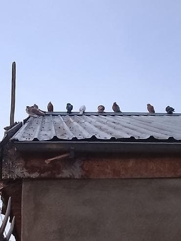 Индюки: Домашние голуби, декоративные и лётные породы (смесь окрасов и типов) — 7