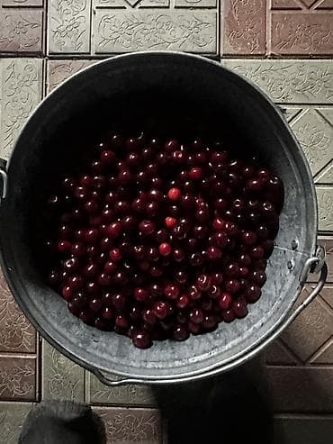 живой форел: Вишня — 1