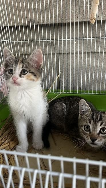 русская кошка: Отдадим котят в добрые руки. Девочка и полосатый мальчик Мы находимся — 2