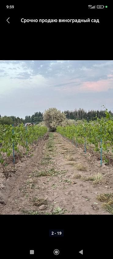 орашаемые земли: Виноградник с опорами и капельным орошением - Посаженные ряды — 4