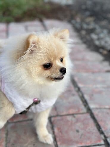 сколько стоит шпиц в питомнике: Шпиц, 4 месяца, Самец, С прививкой, С родословной — 1