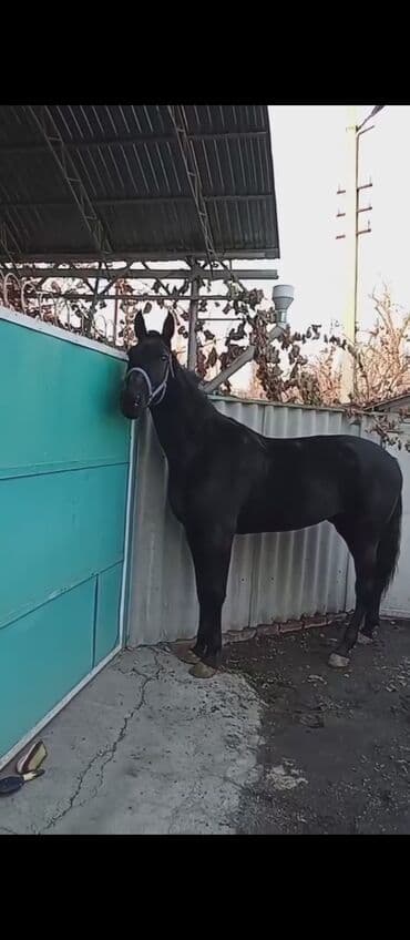 Грызуны: Продаю | Кобыла (самка) | Конный спорт — 4