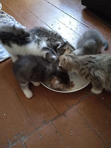 ОТДАМ КОТЯТ И КОШЕК,здоровые, ЧИСТЫЕ,помогите пожалуйста кто не может — 1