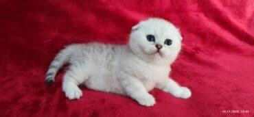 мышык фото: Скотиш Фолд (Шотландиялык шалпаң кулак), 2 айлык, Эркек, Күмүш өңдүү шиншилла — 20