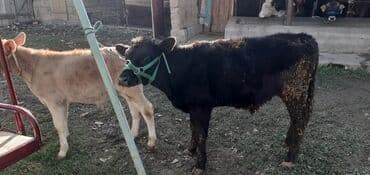 продаю связи с переездом: Продаю | Бык (самец) — 7