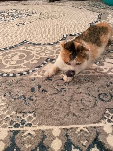 купить домик для кошки недорого: Породасыз, 2 айлык, Эркек, Таш бака, Лотокко барууга үйрөтүлгөн — 6