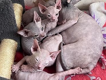 кошки в токмаке: Продажа кошек — 3