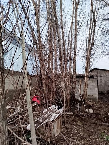 Үй жана бакча: Живые хвойные деревья для озеленения участка. - Породы: ель/смерека с — 7