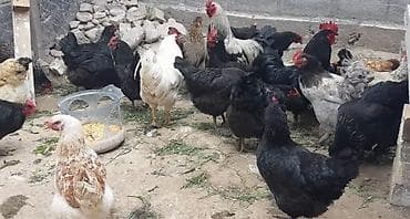 ит жалал абад: Сатам | Тооктор | Бройлер | Көбөйтүү үчүн — 4