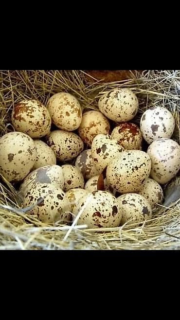 яйца брама: Продаю инкубационное яйцо перепелов Техас и Финикс. суточные — 1