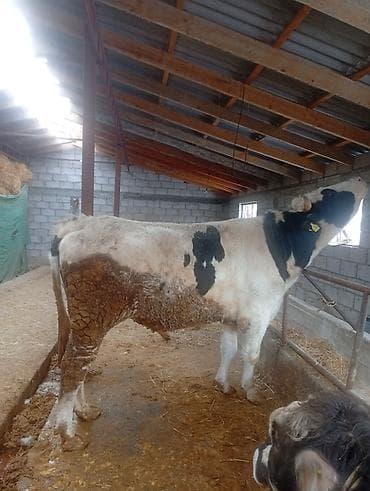 Үй жаныбарлары: Сатам | Бука (эркек) | Голштин | Бордоп семиртүү үчүн — 2