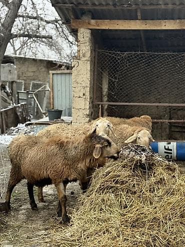 Баран, овца: Продаю | Баран (самец) — 7