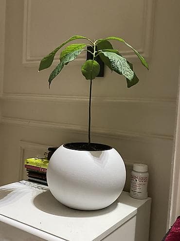study lamp: Авокадо 🥑 (персея американская) в декоративном кашпо 43см в длину — 2