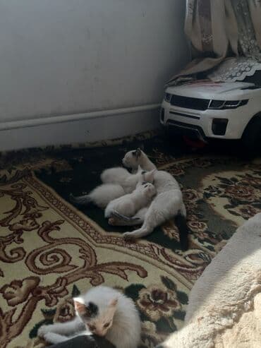 шиншилла британская кошка цена: Белоснежные котята серыми глазами и ушами1месяц .Помою перед тем вам — 3