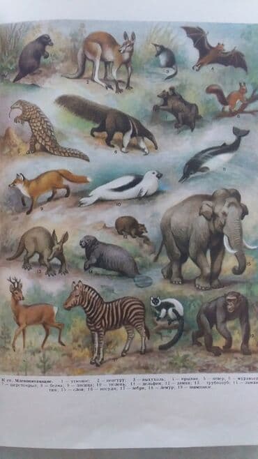 купить школьную доску для начальных классов: МАЛАЯ СОВЕТСКАЯ ЭНЦИКЛОПЕДИЯ 10 ТОМОВ. СОСТОЯНИЕ ОТЛИЧНОЕ МОСКВА — 11