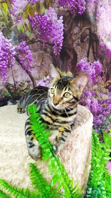 новорожденные котята: Бенгальские Детки .проф питомник Бен Гла Мур. предлагает Девочек и — 7