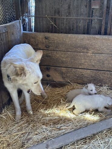 мастиф собака: Щенки смешанных пород Снизу белые полулайки - На фото помёт щенков — 9