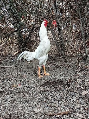 брудеры для цыплят: Продаю | Петух | Бойцовая | Для разведения — 3