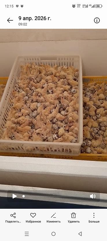 перепелина: Перепелка от суточных до несушек вывод каждые 3дня маточное поголовье — 10