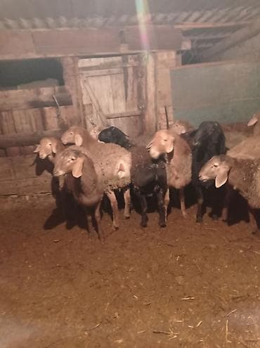 арашан овцы: Сатам | Кочкор (эркек) | Арашан | Көбөйтүү үчүн | Асыл тукумдуу, Жасалма жол менен боозутуу — 1