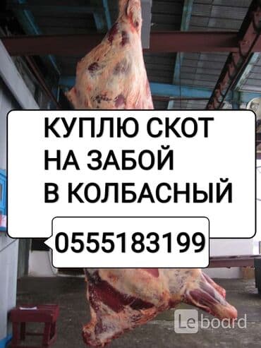 в какой приют можно отдать собаку: Куплю | Коровы, быки, Лошади, кони | Круглосуточно, Любое состояние, Забитый — 1