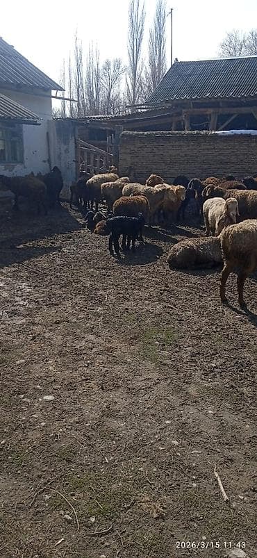 Баран, овца: Продаю | Овца (самка) | Для разведения | Племенные — 3