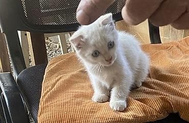 шпионские кошки: В добрые руки Котята,из нескольких малышей разных окрасов: - — 1