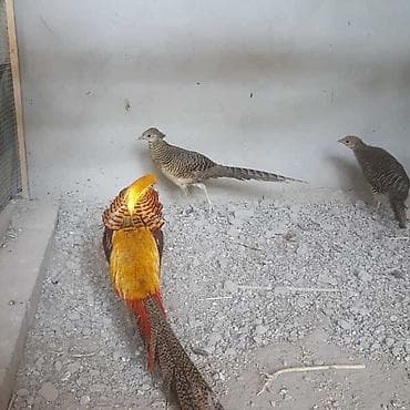 фазан сколько стоит: Продаю молодых и взрослых золотых фазанов — 1