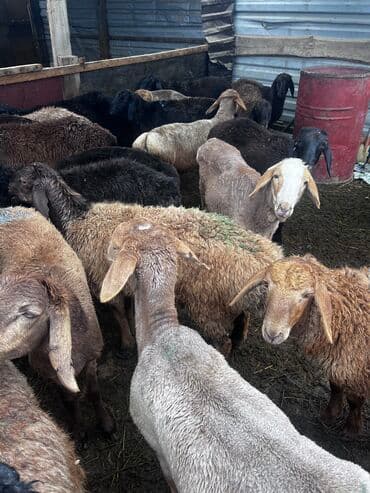 срочно в связи с переездом: Продаю | Баран (самец) | Для разведения | Кастрированные — 5