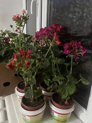 Пеларгония (герань) в горшках — цветущие кустики разных оттенков — 2