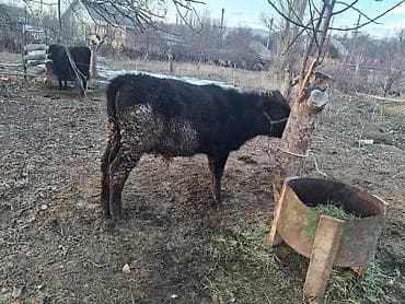 бык парода бельгиский: Продаю | Бык (самец) | На откорм | Привязанные — 2